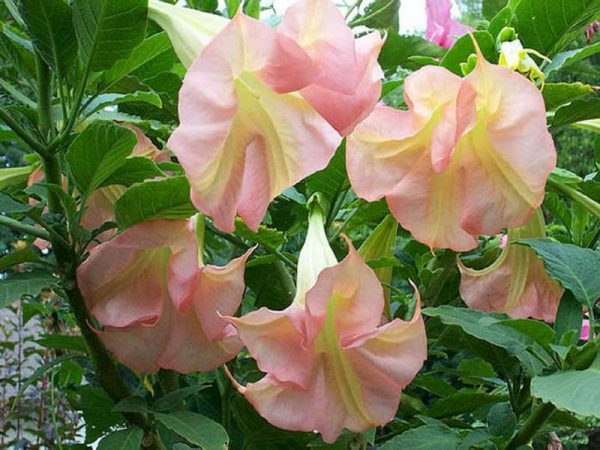 Fotografie kvetov Brugmansia