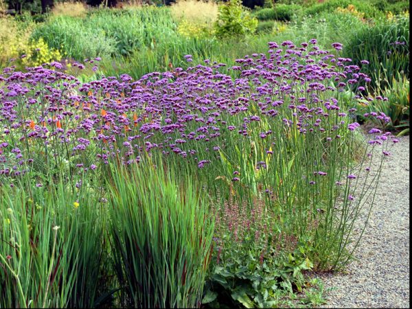 Verbena Buenos Aires