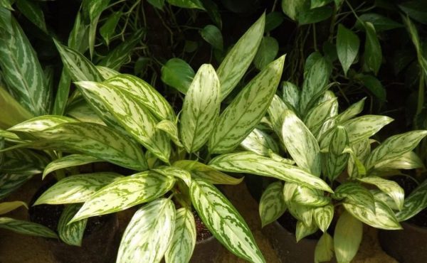 Aglaonema commutatum