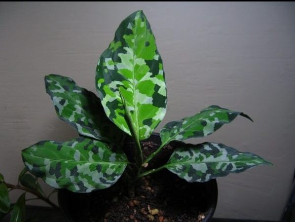 Aglaonema pictum