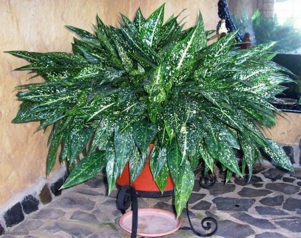 Aglaonema costatum