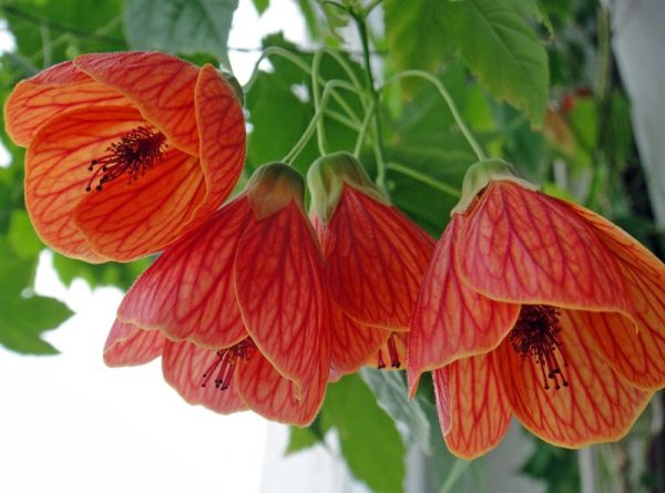 abutilon Laura 