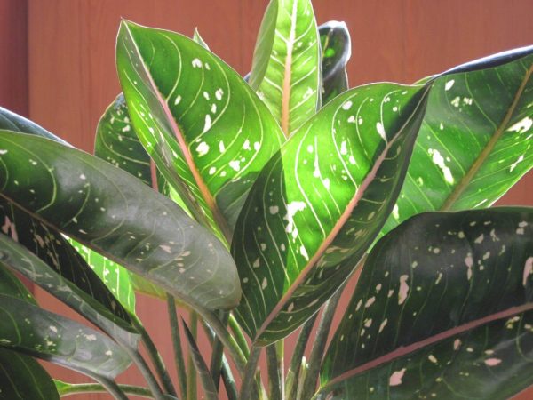 Aglaonema odchádza