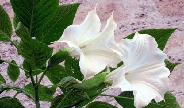 Fotografia Datura indica.