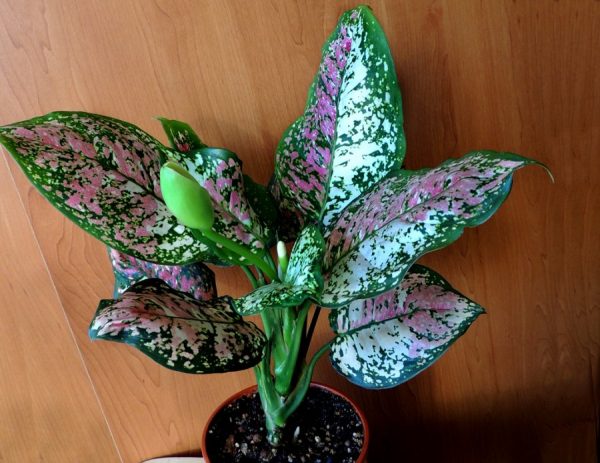 Rastlina Aglaonema: domáca starostlivosť, rozmnožovanie a fotografia kvetov