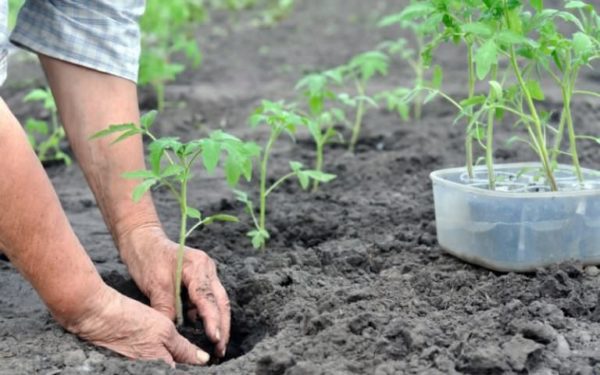 Výsadba sadeníc paradajok v skleníku a otvorenom teréne