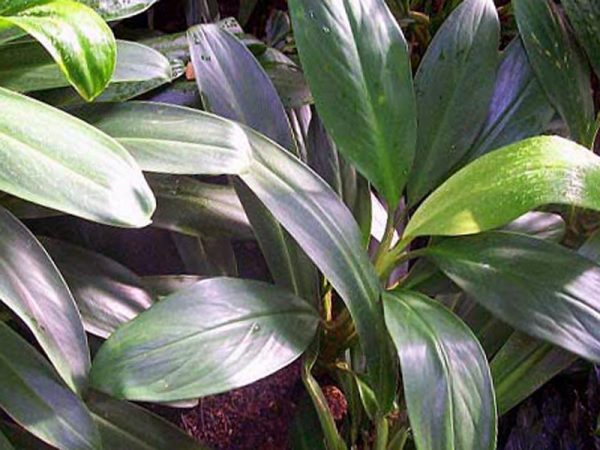 Aglaonema nitidum