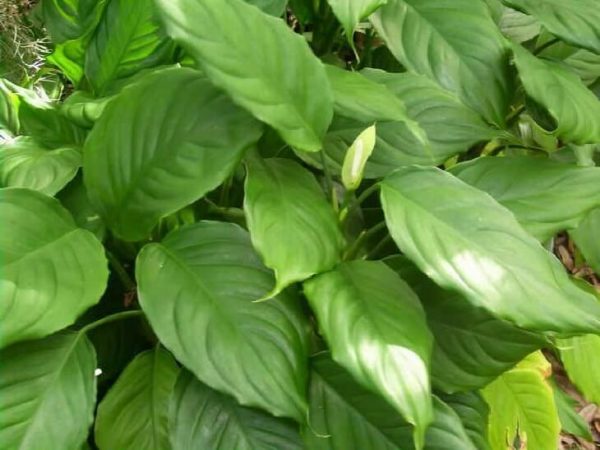 Aglaonema modestum