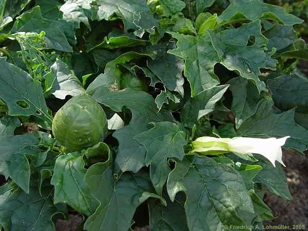 Datura stramonium inermis