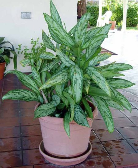 Striekanie aglaonema