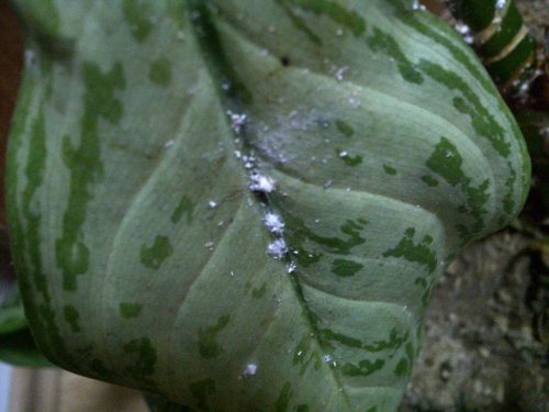 Fotografie škodcov aglaonema