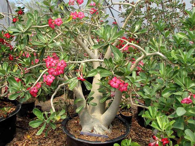 Adenium obesum (Obesum) starostlivosť a množenie doma