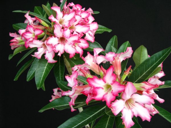 adenium somalijskij