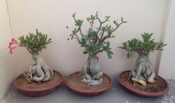 Bonsai