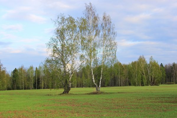 Výsadba zemiakov na jar 2019 podľa lunárneho kalendára