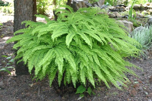 Adiantum stopiform