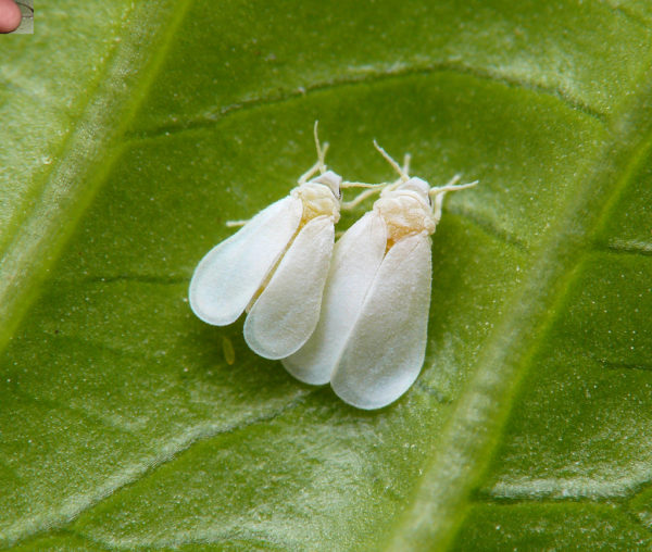 Whitefly na paradajkách v skleníku