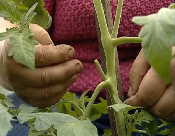 Pestovanie paradajok v skleníku