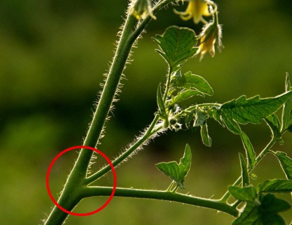 Tvorba kríkov paradajok v skleníku