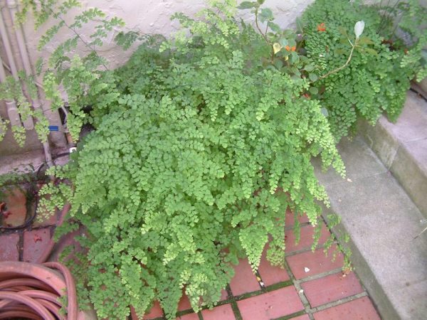 Polievanie adiantum