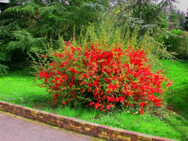 Japonská dule (chaenomeles) fotografia, výsadba a starostlivosť