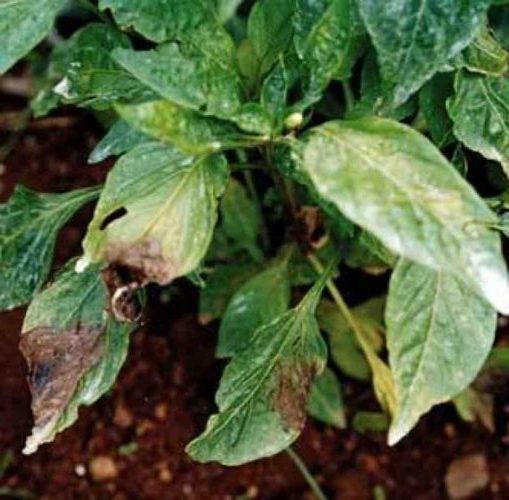 Phytophthora na paprike