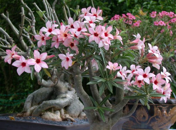 Adenium kvitnutie