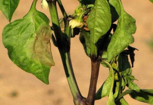 Fusarium na sadeniciach