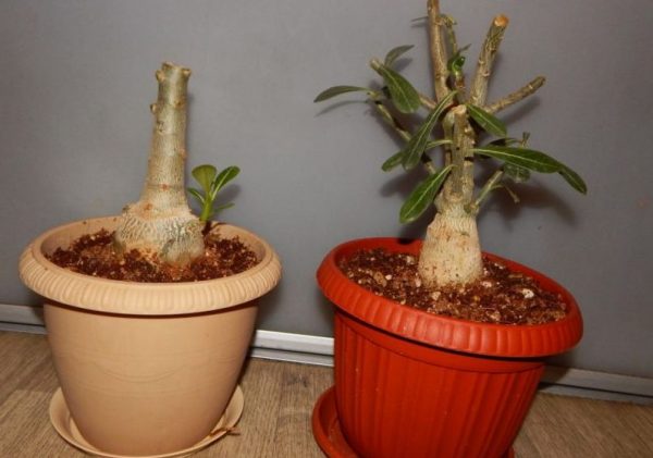 Adenium prerezávanie