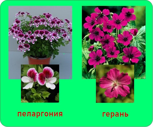 pelargonium