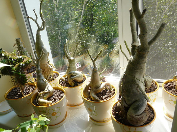 Adenium v ​​zime