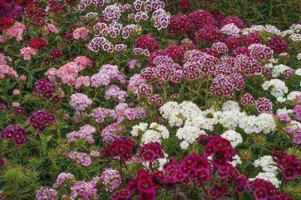 Dianthus trvalka