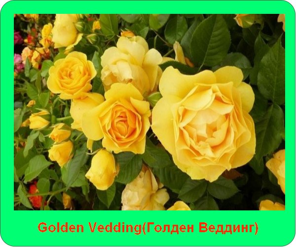  Golden Vedding