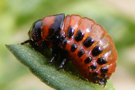 Larva chrobáka