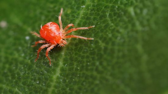 Spider roztoč