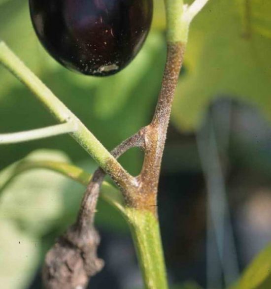 Phytophthora na baklažáne