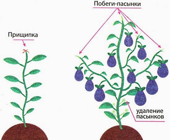 Schéma formovania Bush