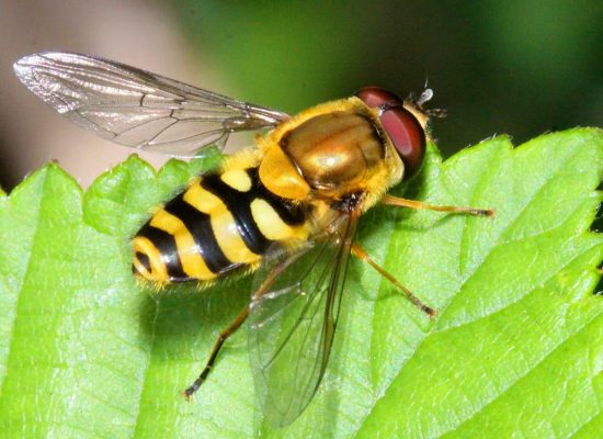 Hoverfly