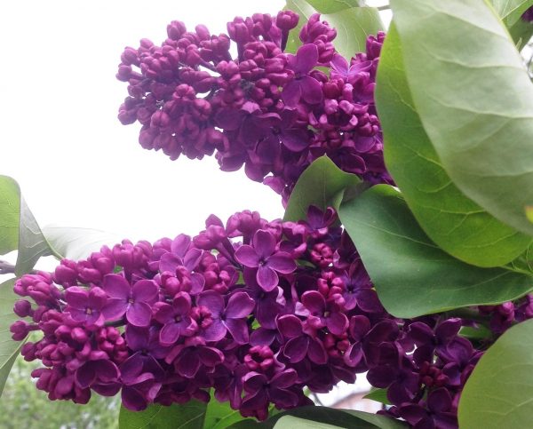 Lilac India