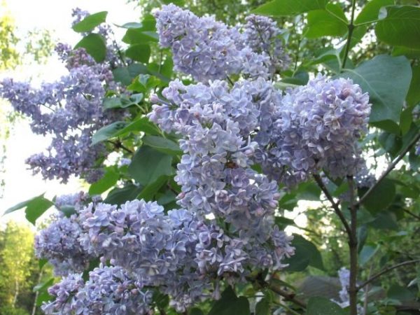 Lilac Condorcet 