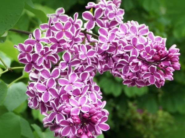 Lilac Sensation 