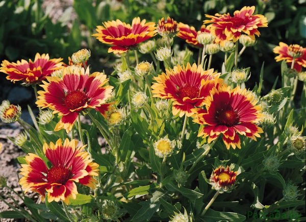  Gaillardia aristata