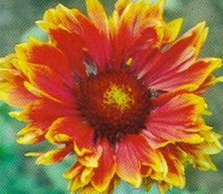 Gaillardia Mandarin