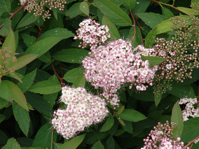 Spiraea bella Sims