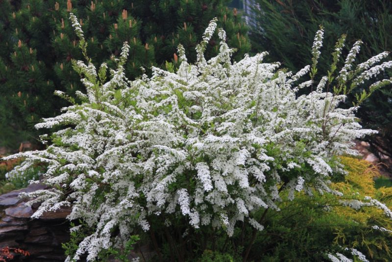 Popis 30 najlepších odrôd spirea s menami a fotografiami