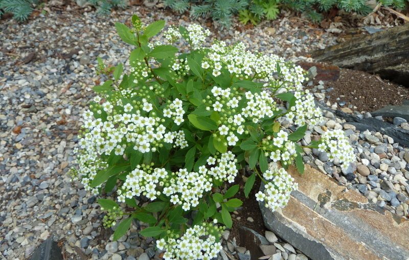 S. decumbens