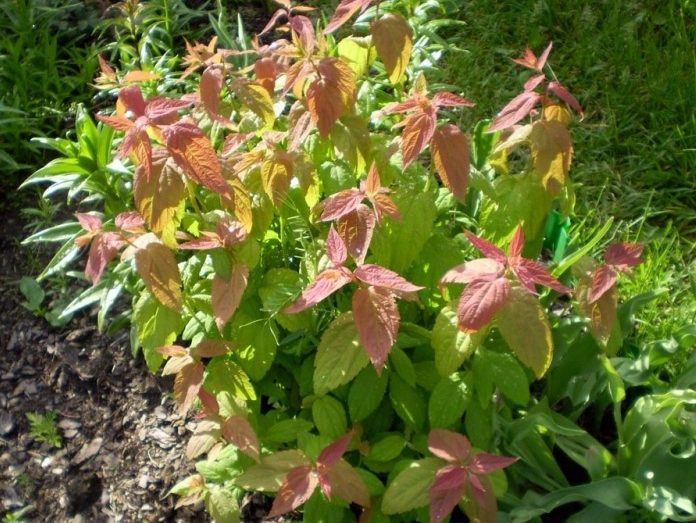 S. japonica Macrophylla