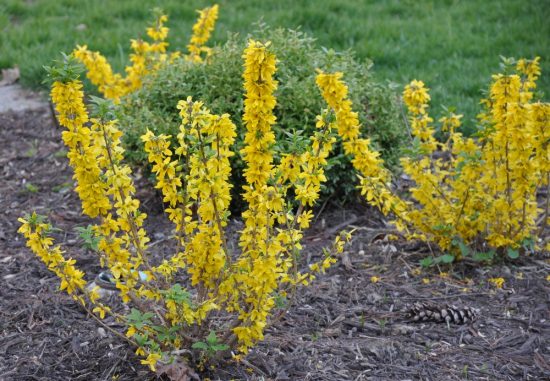 Výsadba sadeníc forsythia