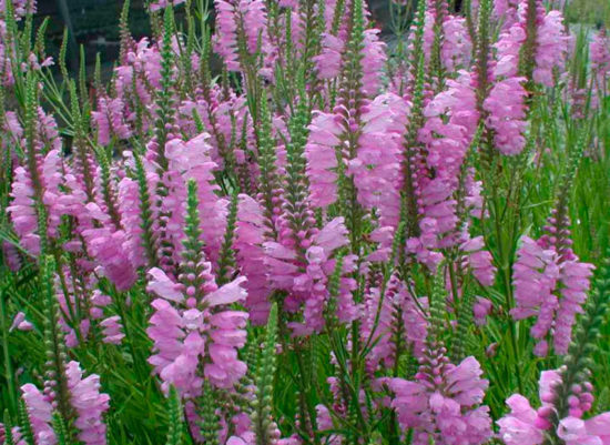 Physostegia: výsadba, starostlivosť, odrody s fotografiami