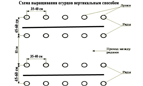 skhema posadki ogurcov